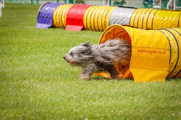 Fun Agility
