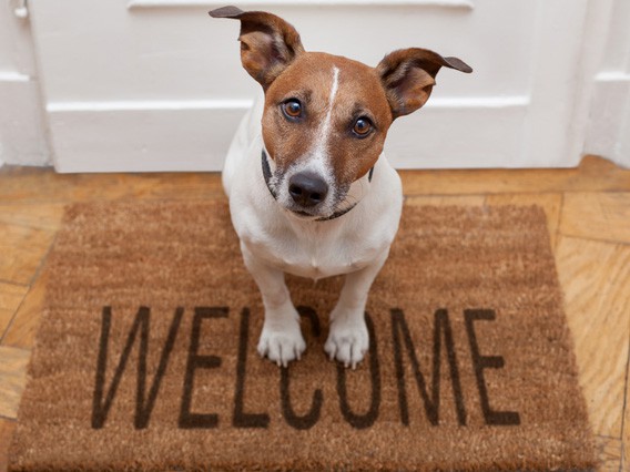 Mondays 9am & 10am Dog Training Classes