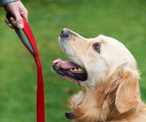 Tuesdays 10am Dog Training Classes