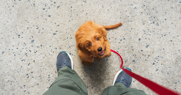 4 Week Puppy Course - Fridays 6-645pm - Salfords, Surrey